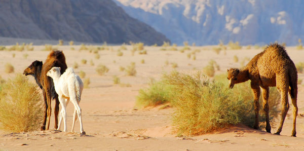 Jordan Experience Tours and couples holiday experience